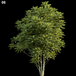 Averrhoa Bilimbi Tree Proxy Model