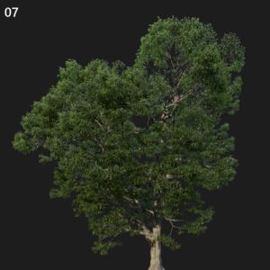 Castanea Sativa Tree Proxy Model