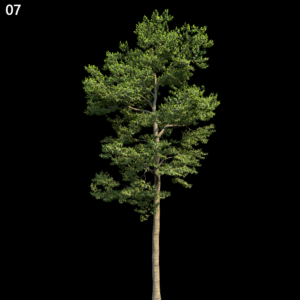 asset-3d-thumbnail