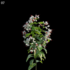 Clerodendrum Thomsoniae Model