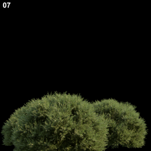 Baeckeavirgata Proxy Model