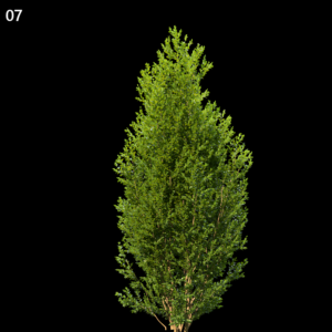 Buxus Sempervirens Proxy Model for SketchUp with V-Ray