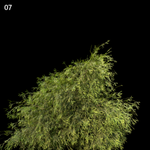 Filifera Aureai Proxy Model for SketchUp