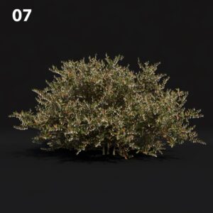 Realistic Shrub Proxy Model for SketchUp