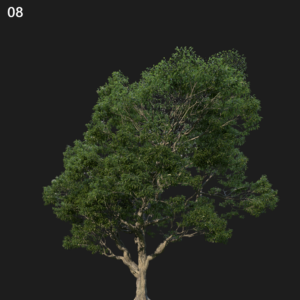 Premium Chestnut Tree Model for SketchUp with V-Ray