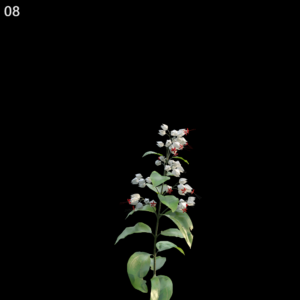 Clerodendrum Thomsoniae Proxy Model for SketchUp