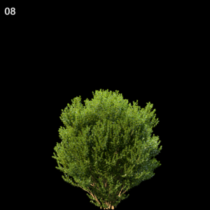 Buxus Sempervirens Proxy Model
