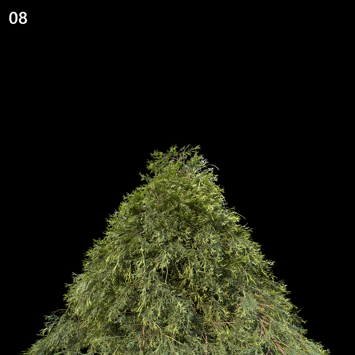 Filifera Aureai Proxy Model for SketchUp