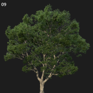 Castanea Sativa Tree Proxy Model for SketchUp