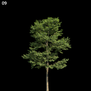 Camptotheca Acuminata Proxy Model