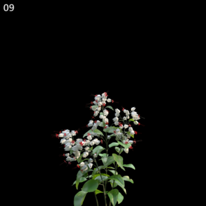 Clerodendrum Thomsonae Proxy Model for SketchUp