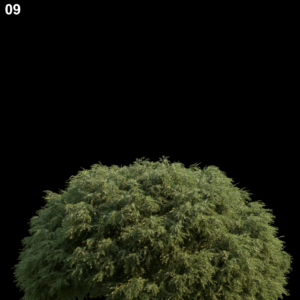 Baeckeavirgata Tree Proxy Model for SketchUp