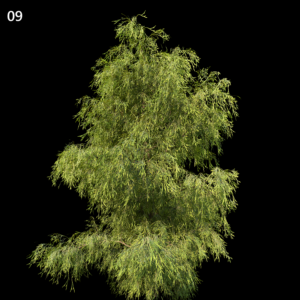 Filifera Aureai Proxy Model for SketchUp with V-Ray