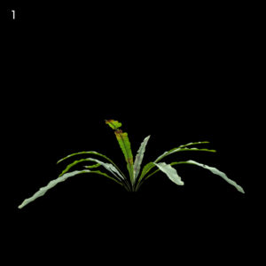 Asplenium Nidus Proxy Model