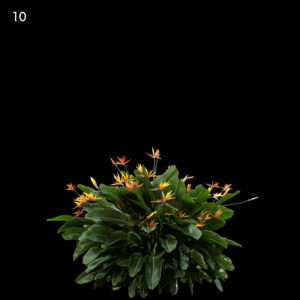 Strelitzia Reginae Proxy Model for SketchUp