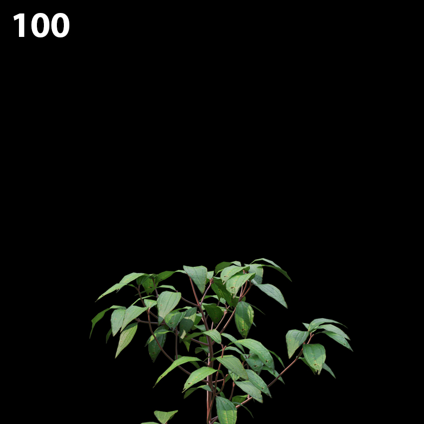 Melastoma Affine Proxy Model