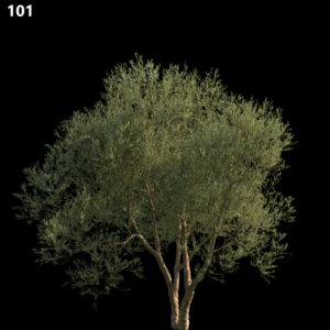Olea Europaea Medium
