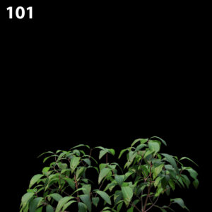 Melastoma Affine Proxy Model