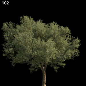 Olea Europaea Medium