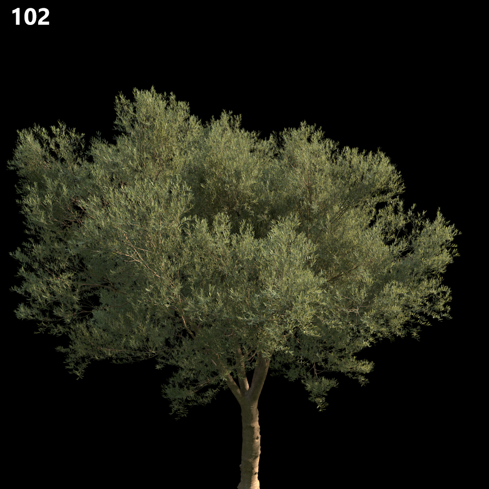 Olea Europaea Medium