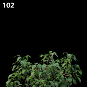 Melastoma Affine Proxy Model for SketchUp