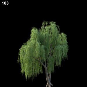 Salix Babylonica Proxy Model for SketchUp with V-Ray