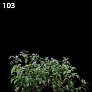 Melastoma Affine Proxy Model