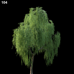 Salix Babylonica Tree Proxy Model