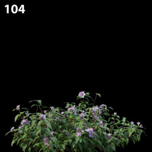 Melastoma Affine Proxy Model for SketchUp