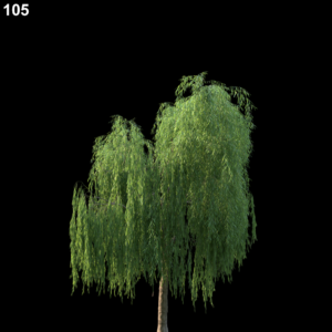 Salix Babylonica Proxy Model for SketchUp with V-Ray
