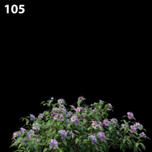 Melastoma Affine Proxy Model