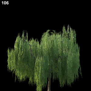 Salix Babylonica Tree Proxy Model