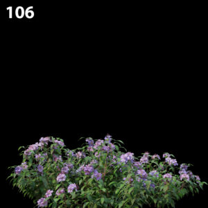 Melastoma Affine Proxy Model