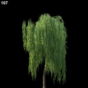 Salix Babylonica Tree Proxy Model for SketchUp with V-Ray