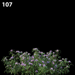 Melastoma Affinis Proxy Model