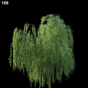 Weeping Willow Tree Proxy Model for SketchUp