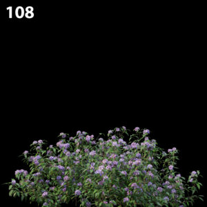 Melastoma Affine Proxy Model