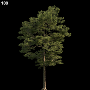 Pine Tree Proxy Model
