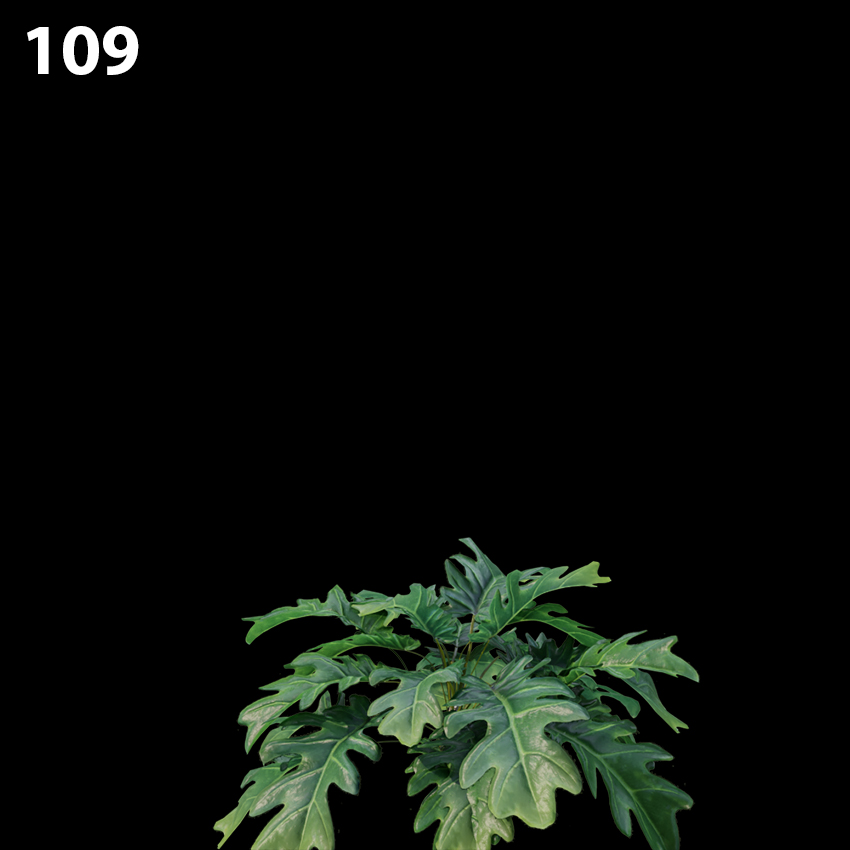 Philodendron Xanadu Proxy Model for SketchUp