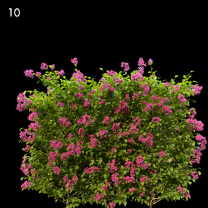 Bougainvillea Glabra