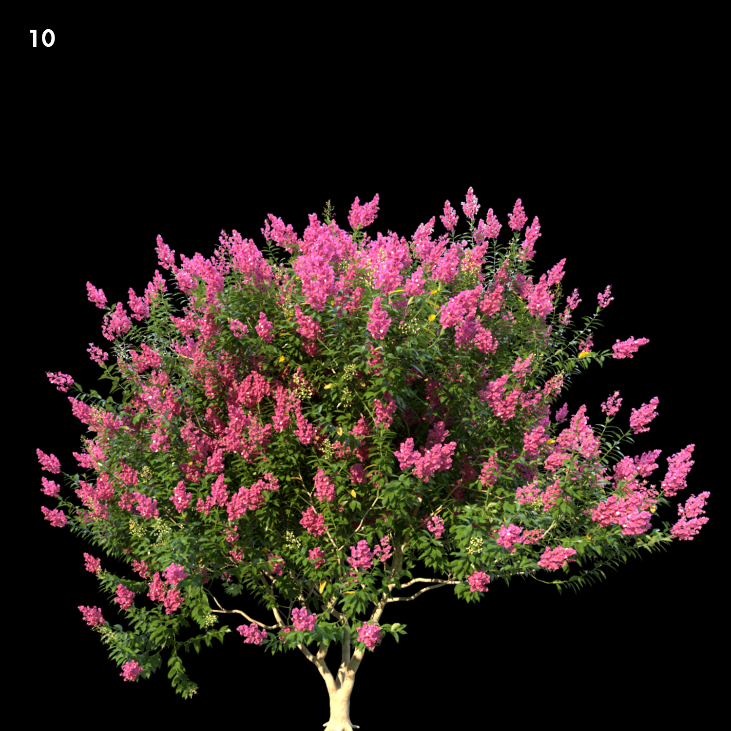 Myrtle Tree Proxy Model for SketchUp with V-Ray