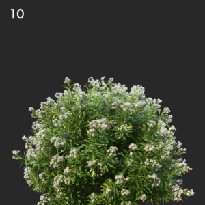 Nerium Oleander Proxy Model