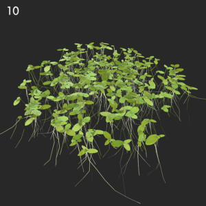 Lemna Minor Proxy Model for SketchUp with V-Ray