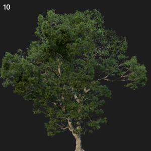 Chestnut Tree Proxy Model for SketchUp with V-Ray
