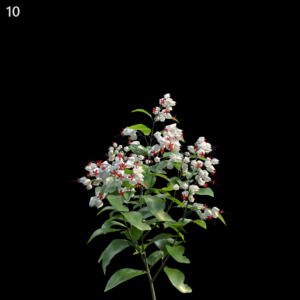 Clerodendrum Thomsoniae Proxy Model