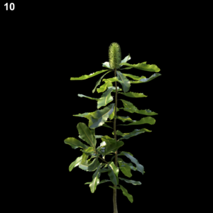 Banksia Robur Proxy Model for SketchUp with V-Ray