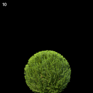 Buxus Sempervirens Proxy Model for SketchUp with V-Ray