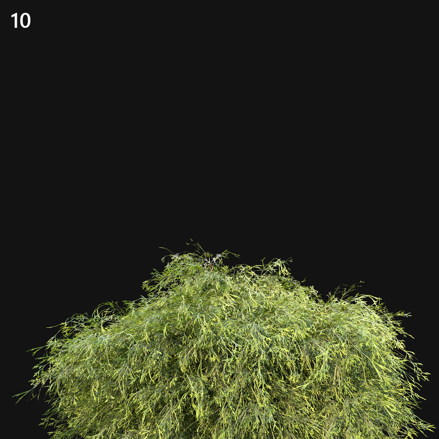 Filifera Aureai Proxy Model for SketchUp