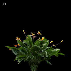 Strelitzia Reginae Proxy Model for SketchUp