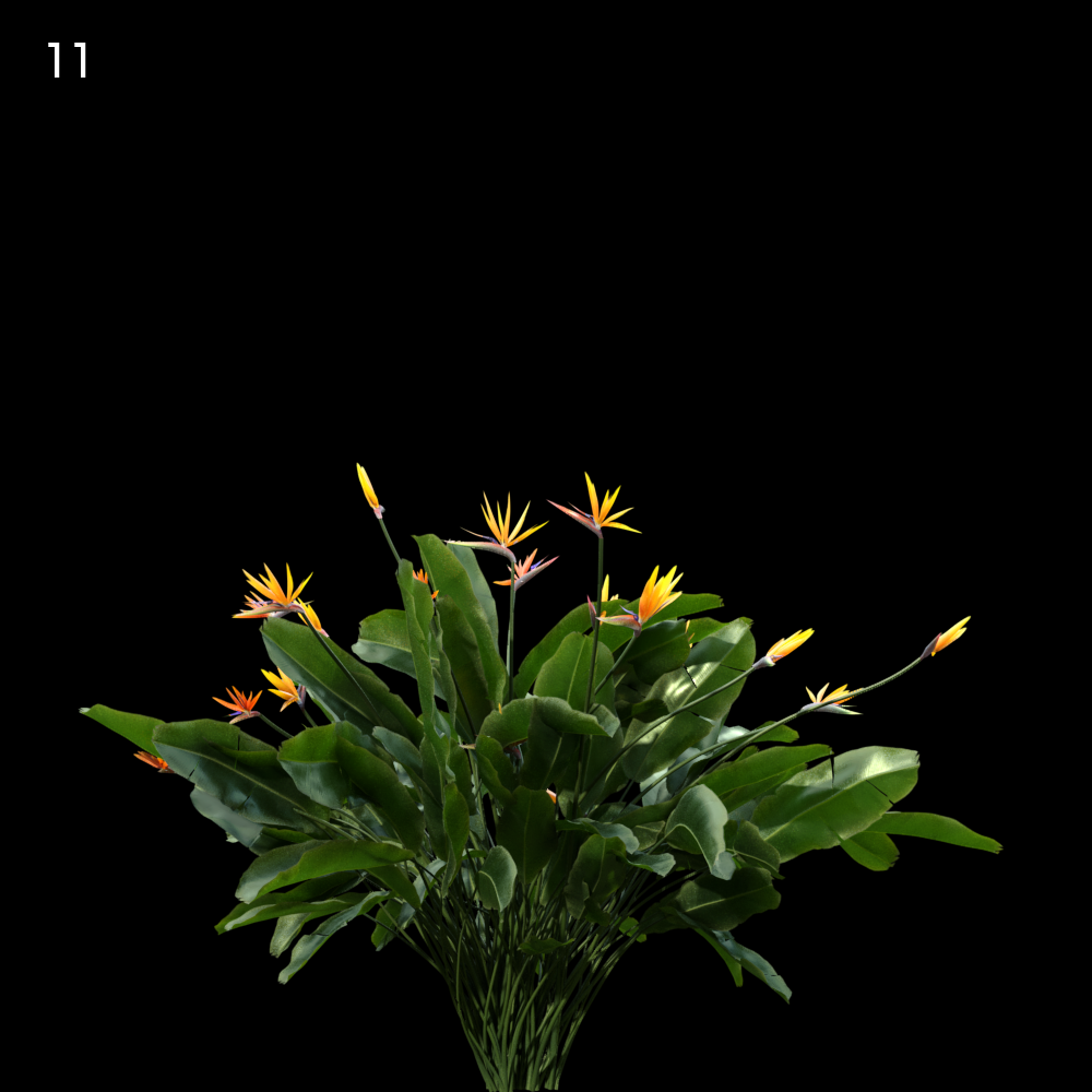 Strelitzia Reginae Proxy Model for SketchUp